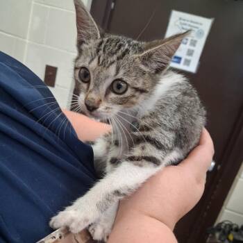 Shaye -  Domestic Short Hair Cat for Adoption in Auburn, Alabama - Shaye | PetCurious