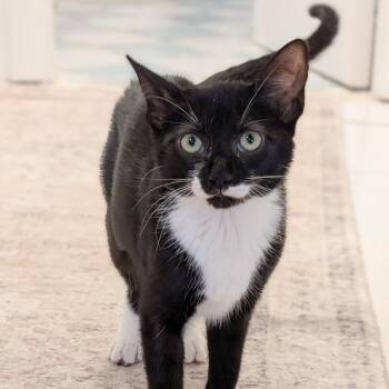 Wren -  Domestic Short Hair Cat for Adoption in Fort Lauderdale, Florida - Wren | PetCurious
