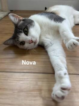 Nova -  Domestic Short Hair Cat for Adoption in Chicopee, Massachusetts - Nova | PetCurious
