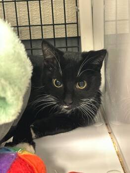 Rescue Domestic Short Hair Cats for Adoption in Trenton, New Jersey - Cricket | PetCurious