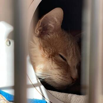 Domestic Short Hair Cats Available for Adoption - Hula | PetCurious