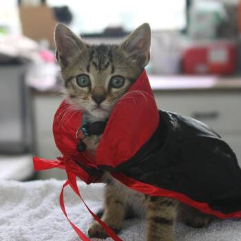 Wall-E -  Domestic Short Hair Cat for Adoption in Chapel Hill, North Carolina - Wall-E | PetCurious