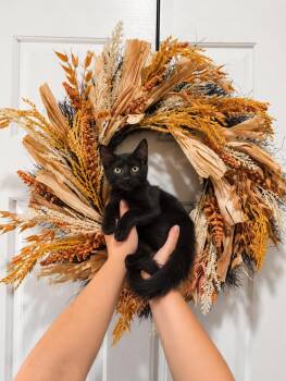 Willow -  Domestic Short Hair Cat for Adoption in Goodyear, Arizona - Willow | PetCurious
