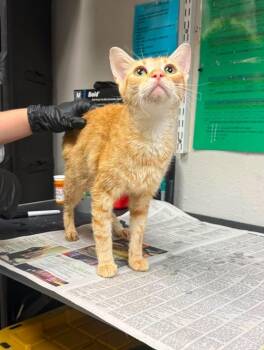 Pamela -  Domestic Short Hair Cat for Adoption in Sorrento, Louisiana - Pamela | PetCurious