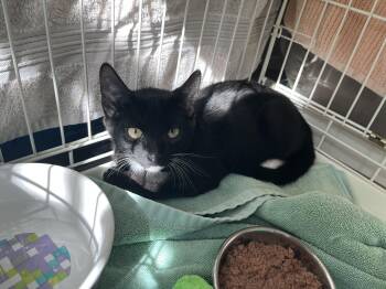 Wawa -  Domestic Short Hair Cat for Adoption in Salisbury, Massachusetts - Wawa | PetCurious