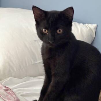 Bear -  Domestic Short Hair Cat for Adoption in Medina, Ohio - Bear | PetCurious