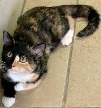 Rescue Tortoiseshell Cats for Adoption in Lacon, Illinois - Domino | PetCurious