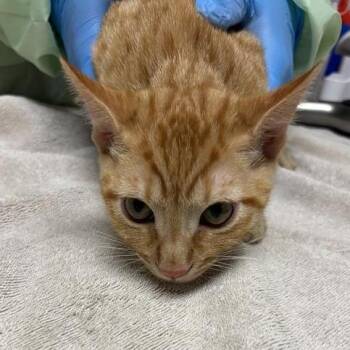 Mars -  Domestic Short Hair Cat for Adoption in Tempe, Arizona - Mars | PetCurious
