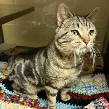 Domestic Short Hair Cats Available for Adoption - Bunny | PetCurious