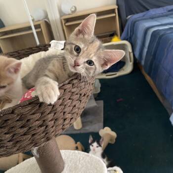 Confetti and babies -  Calico Cat for Adoption in Hayward, California - Confetti And Babies | PetCurious