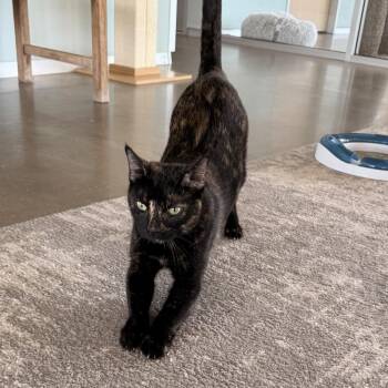 Domestic Short Hair Cats Available for Adoption in Leander, Texas - Brook | PetCurious