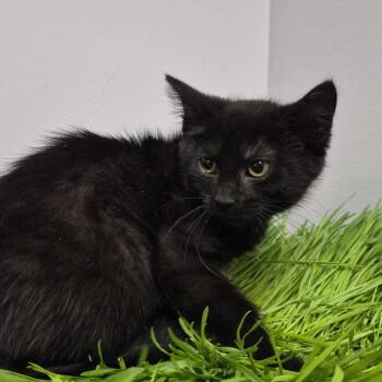 Spider -  Domestic Short Hair Cat for Adoption in Davenport, Iowa - Spider | PetCurious