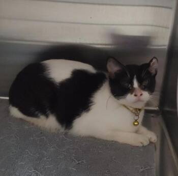 Rescue Domestic Short Hair Cats for Adoption in Pontiac, Michigan - Gemma | PetCurious