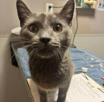 Novita -  Domestic Short Hair Cat for Adoption in Oakland, California - Novita | PetCurious