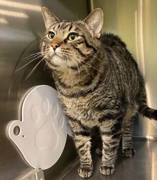 Domestic Short Hair Cats Available for Adoption in Sioux City, Iowa - Trip | PetCurious