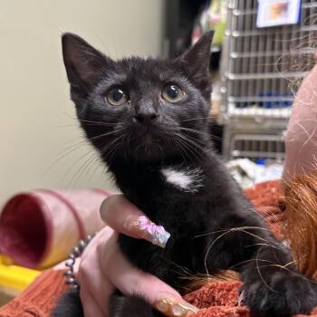 Gus -  Domestic Short Hair Cat for Adoption in Wilmington, Delaware - Gus | PetCurious