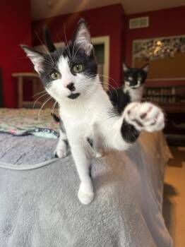 Yoruichi -  Domestic Short Hair Cat for Adoption in Hartville, Ohio - Yoruichi | PetCurious