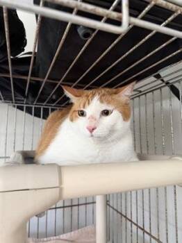 Buddy -  Domestic Short Hair Cat for Adoption in Key West, Florida - Buddy | PetCurious