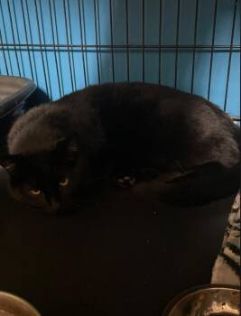 Domestic Short Hair Cats Available for Adoption in Billings, Montana - BATMAN | PetCurious
