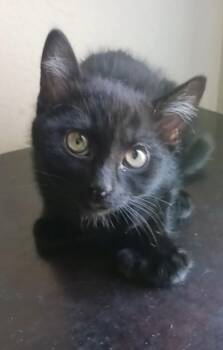 Extra Toes Cat Hemingway Polydactyl Cats Available for Adoption in Pasco, Washington - Cannellini | PetCurious