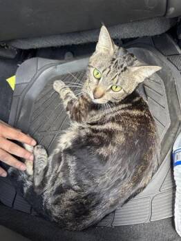 JASPER -  Domestic Short Hair Cat for Adoption in San Antonio, Texas - JASPER | PetCurious