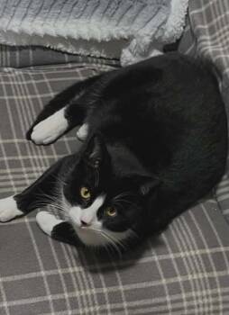Domestic Short Hair Cats Available for Adoption - Takia | PetCurious