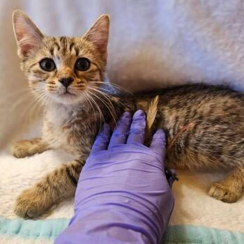 Clover -  Domestic Short Hair Cat for Adoption in Fresno, California - Clover | PetCurious