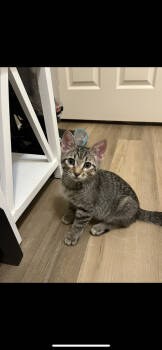 Rescue Domestic Short Hair and Tabby Cats for Adoption in Dallas, Texas - Tibbs | PetCurious