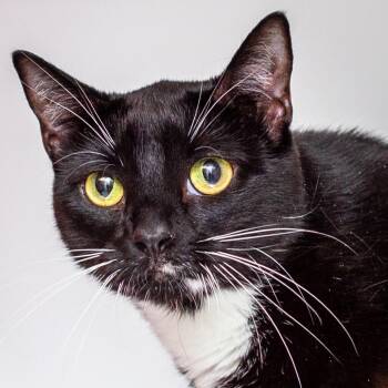 Mazie -  Domestic Short Hair Cat for Adoption in Hattiesburg, Mississippi - Mazie | PetCurious