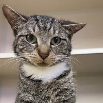 Rescue Domestic Short Hair Cats for Adoption in Wantagh, New York - Twinkles | PetCurious