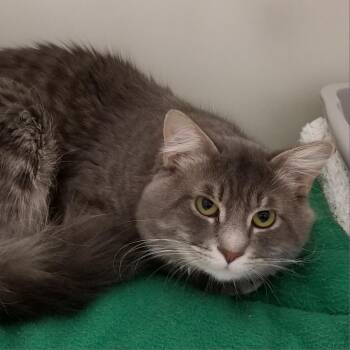 Domestic Medium Hair Cats Available for Adoption in Cumming, Georgia - Logan (fka Fluffy) | PetCurious