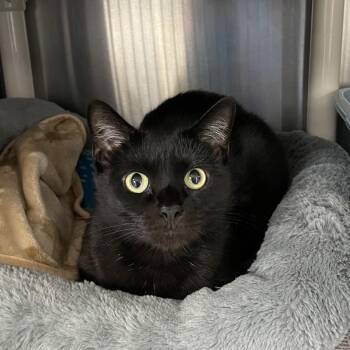 Mavis -  American Shorthair Cat for Adoption in North Kingstown, Rhode Island - Mavis | PetCurious