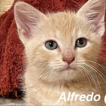 Alfredo (Noodle 1) -  Domestic Short Hair Cat for Adoption in Edwardsville, Illinois - Alfredo (Noodle 1) | PetCurious