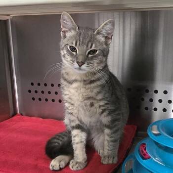 Whiskey -  Domestic Short Hair Cat for Adoption in Washburn, Missouri - Whiskey | PetCurious