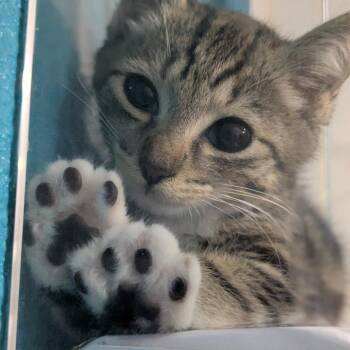 Toebean -  Domestic Short Hair Cat for Adoption in Wahiawa, Hawaii - Toebean | PetCurious