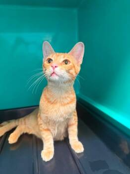 Miso -  Domestic Short Hair Cat for Adoption in Shelbyville, Tennessee - Miso | PetCurious