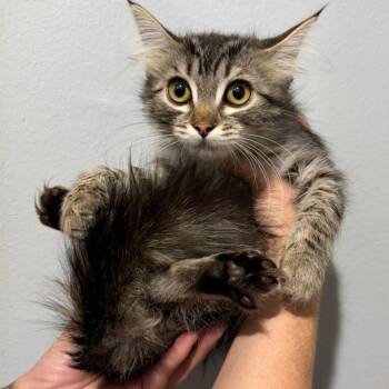 Anastasia -  Domestic Long Hair Cat for Adoption in Santa Susana, California - Anastasia | PetCurious
