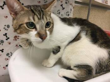 DIEGO -  Domestic Short Hair Cat for Adoption in Riverside, California - DIEGO | PetCurious
