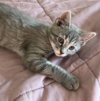 Domestic Medium Hair Cats Available for Adoption in Fullerton, Pennsylvania - Lena | PetCurious