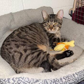 Domestic Short Hair Cats Available for Adoption in Medina, Ohio - Lava Cake | PetCurious