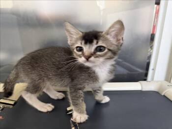 *EUGENE -  Domestic Short Hair Cat for Adoption in Woodland, California - *EUGENE | PetCurious