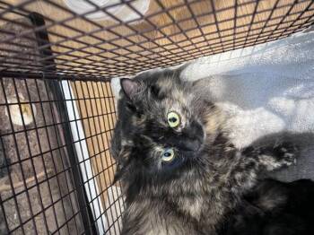 SALLY -  Domestic Long Hair Cat for Adoption in San Bernardino, California - SALLY | PetCurious