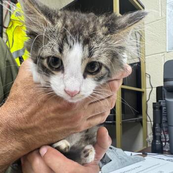 Lucky -  Domestic Long Hair Cat for Adoption in Madisonville, Kentucky - Lucky | PetCurious