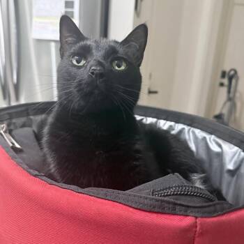 Kiki -  Domestic Short Hair Cat Available for Adoption in West Palm Beach, Florida - Kiki | PetCurious