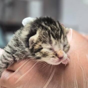 Rihanna -  Domestic Short Hair Cat for Adoption in Newark, New Jersey - Rihanna | PetCurious