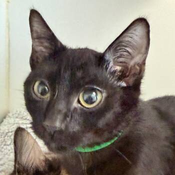 Bo -  Domestic Short Hair Cat for Adoption in Oakland, California - Bo | PetCurious
