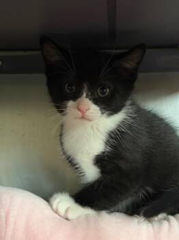 Jade -  Domestic Short Hair Cat for Adoption in Port Jervis, New York - Jade | PetCurious