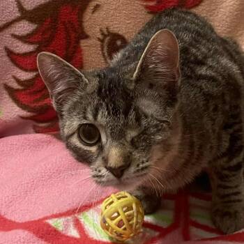 Rescue Tabby and Domestic Short Hair Cats for Adoption in Wyandotte, Michigan - Tina *** One Eye *** | PetCurious
