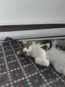 Pomme -  Domestic Medium Hair Cat for Adoption in Montreal, Quebec - Pomme | PetCurious