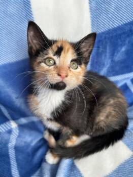 Domestic Short Hair Cats Available for Adoption in Corpus Christi, Texas - Marigold | PetCurious